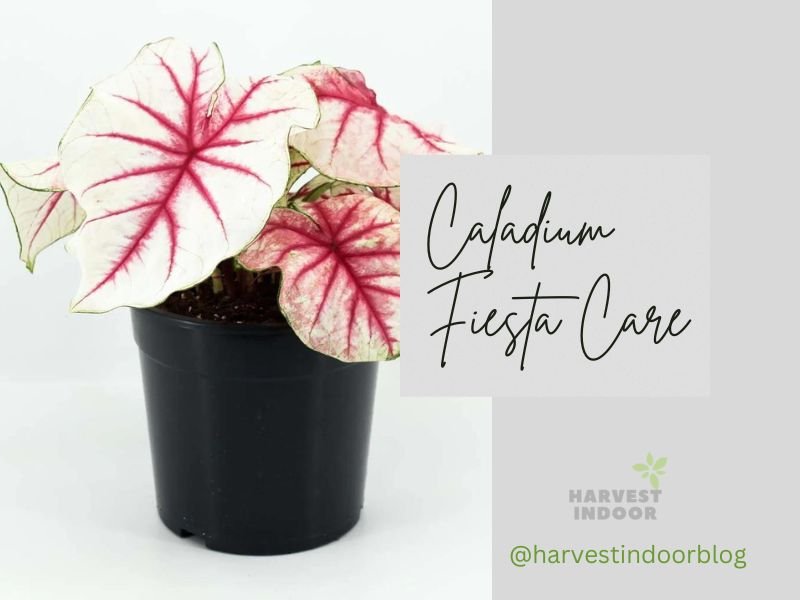 Caladium Fiesta Care Tips for Growing and Maintaining