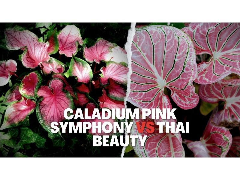 Caladium Pink Symphony vs Thai Beauty