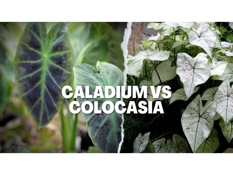 Caladium vs Colocasia , Colocasia vs Caladium 