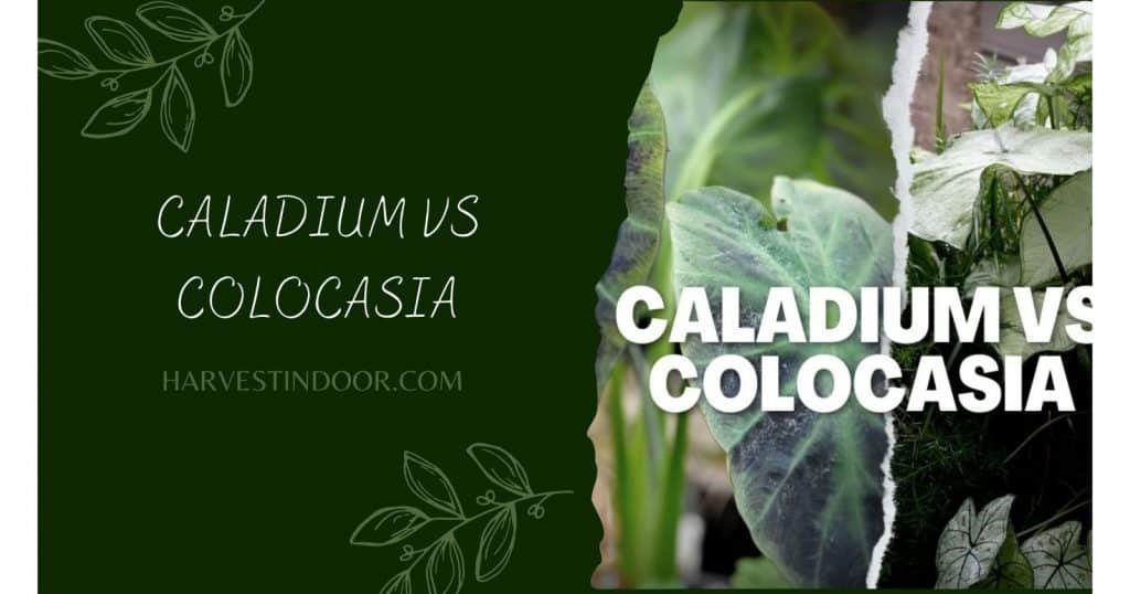 Caladium vs Colocasia