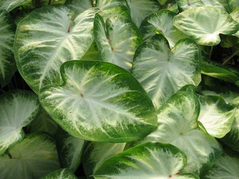 Aaron caladium green varieties 