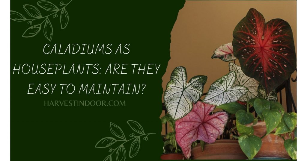 caladiums as houseplants