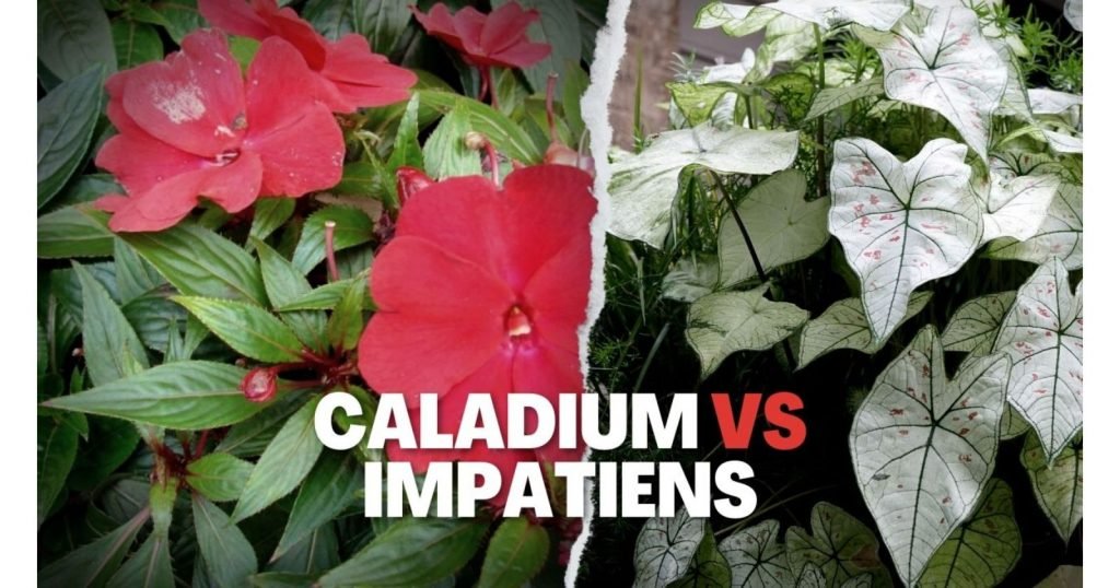caladiums and impatiens