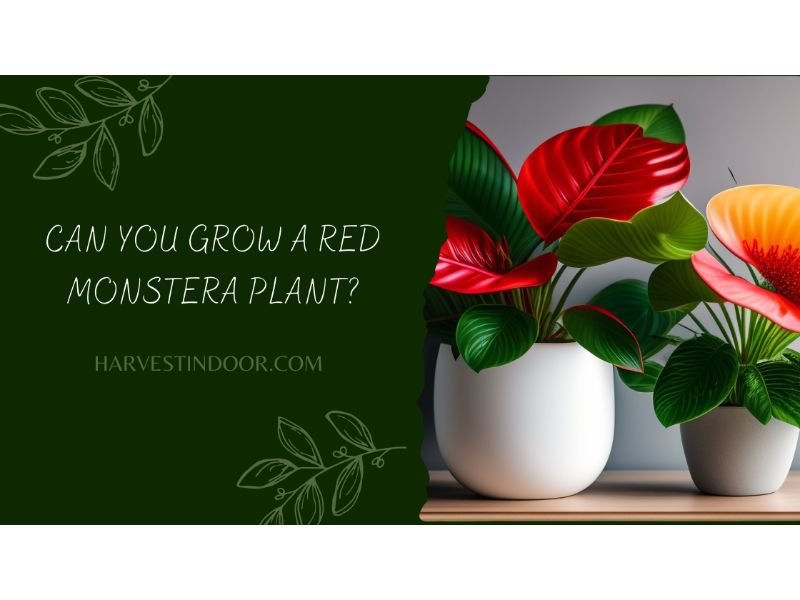 Can You Grow a Red Monstera Plant