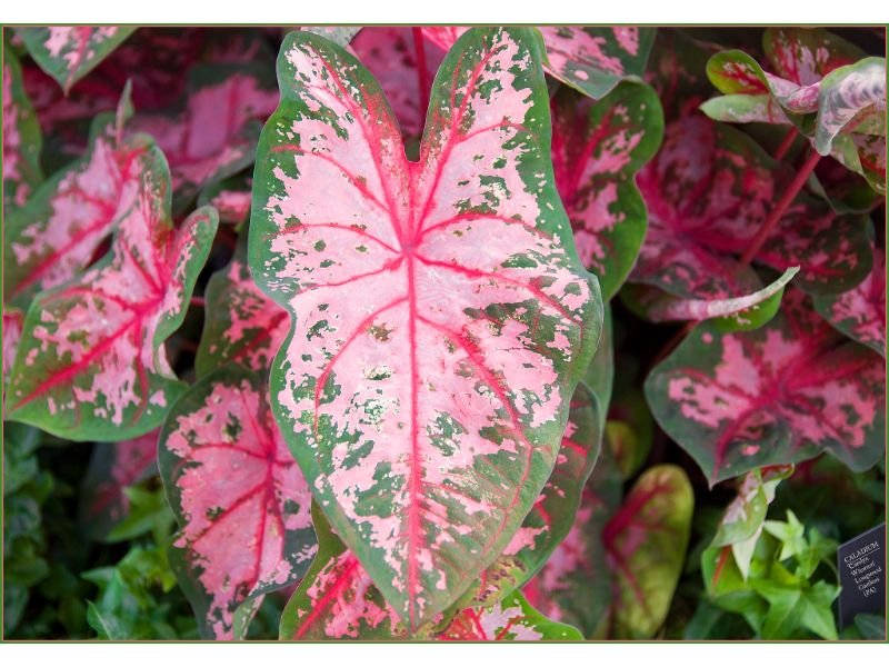 caladium Carolyn Whorton types pink leaves 