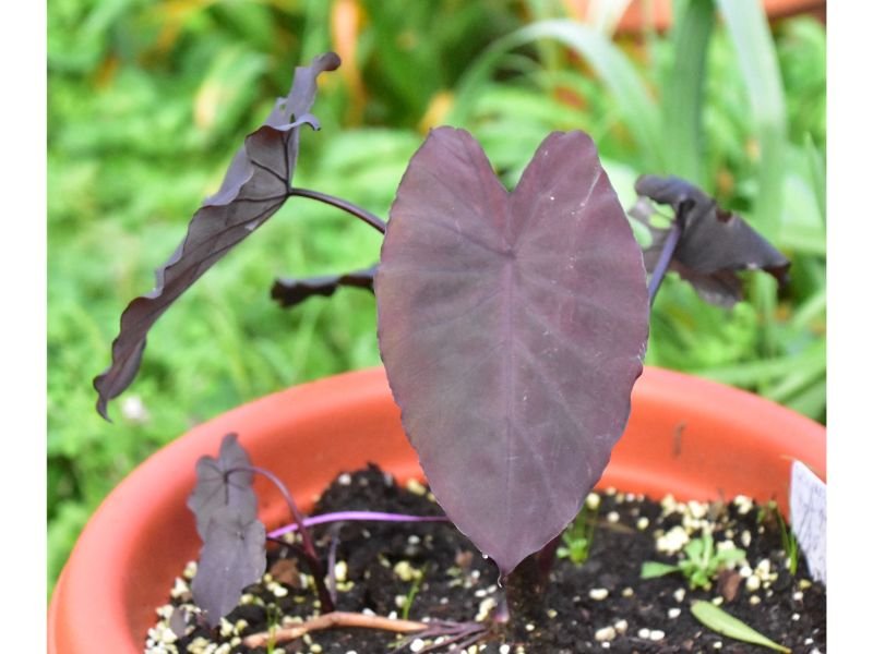Colocasia esculenta) purple leave caladium 