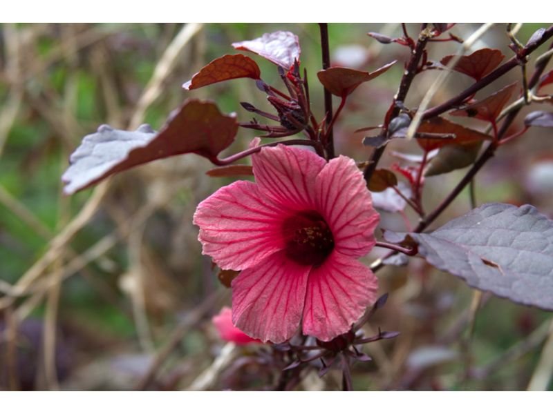 Cranberry Hibiscus