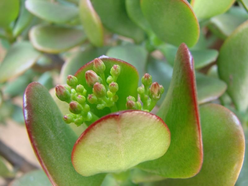 Crassula ovata - shiny waxy leaves succulent 