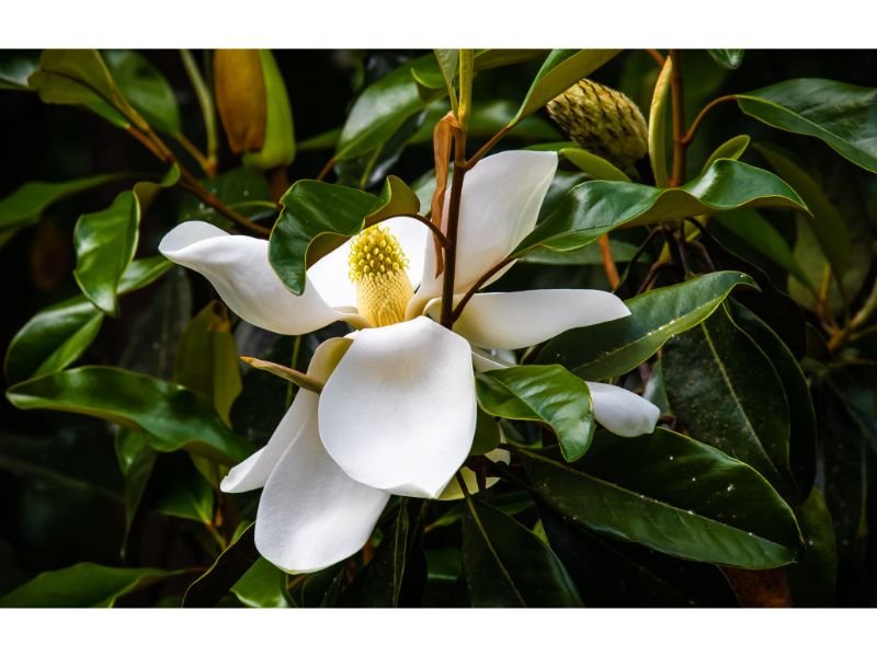 Dwarf Southern Magnolia - plant with shiny leaves 