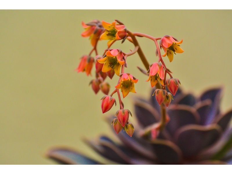 Echeveria purple leaves plant with yellow flowers 