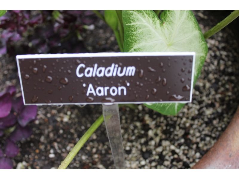 All You Need To Know About Caladium Aaron
