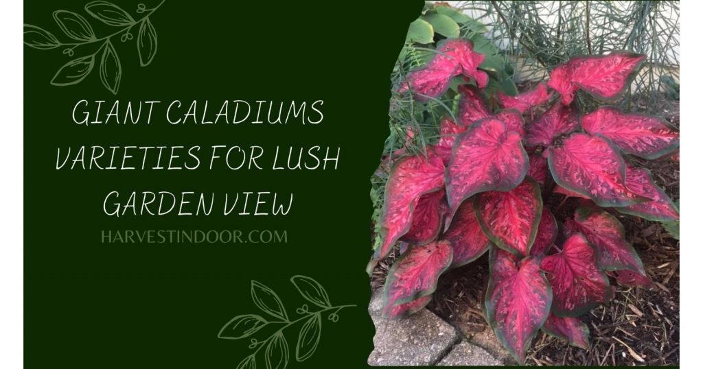 Giant Caladiums Varieties For Lush Garden View