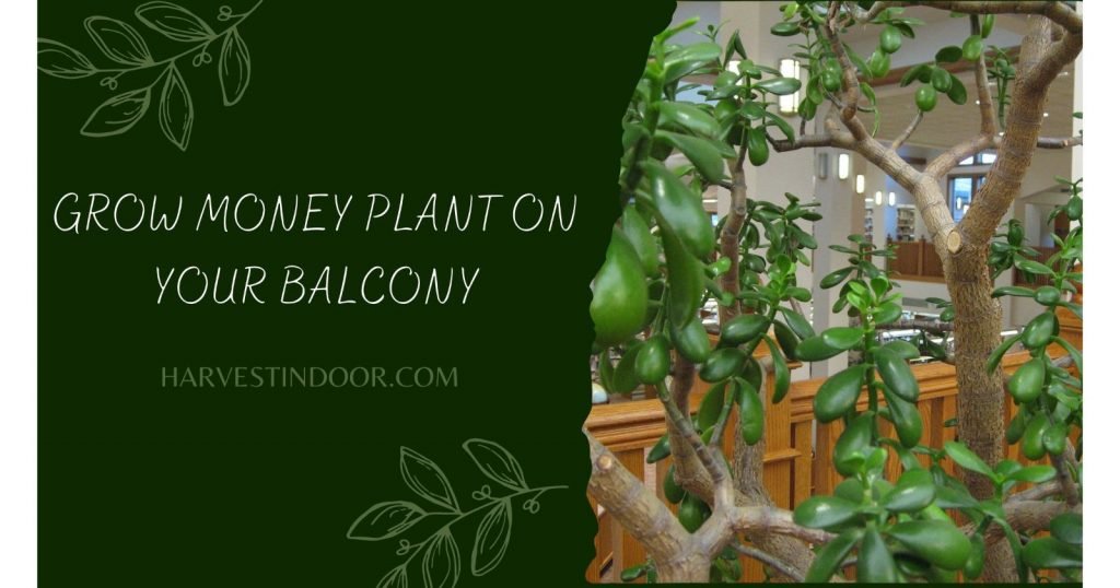 Grow Money Plant on Your Balcony