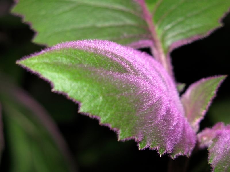 Gynura aurantiaca shiny purple leaves 