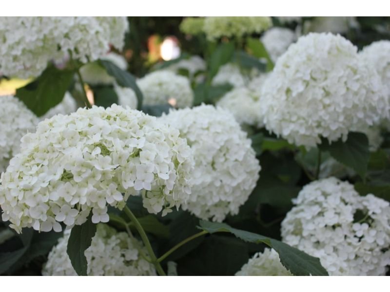 Hydrangeas white fluffy flowers like cotton 