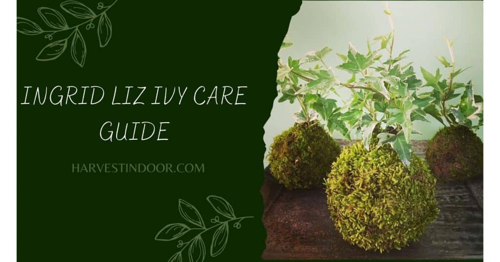 Ingrid Liz Ivy Care Guide