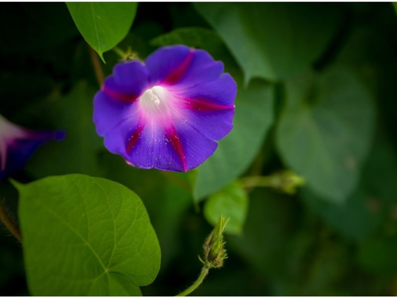 Ipomoea purpurea - Annual Plant with Heart-Shaped Leaves and Purple Flowers