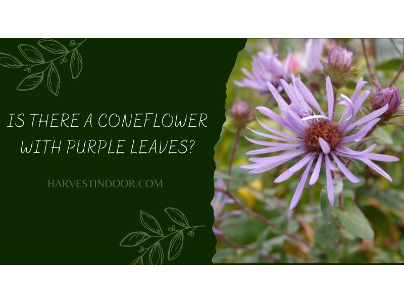 Is There a Coneflower with Purple Leaves