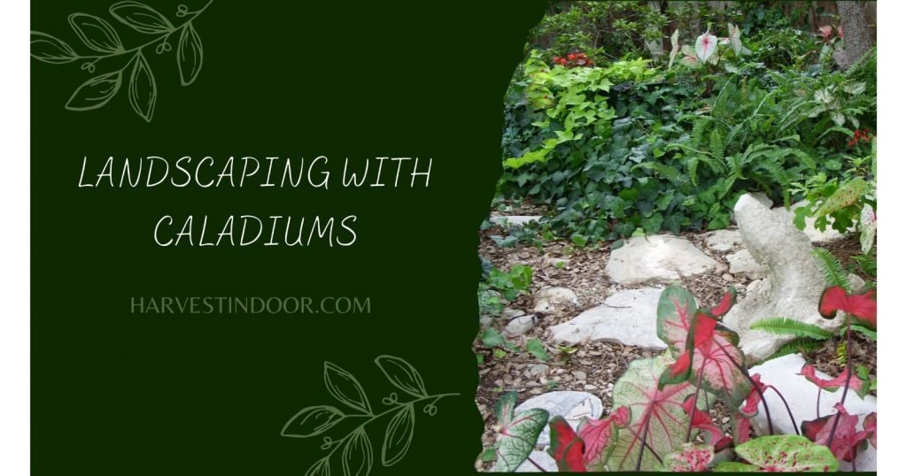 Landscaping With Caladiums All Essential Things You Need To Know