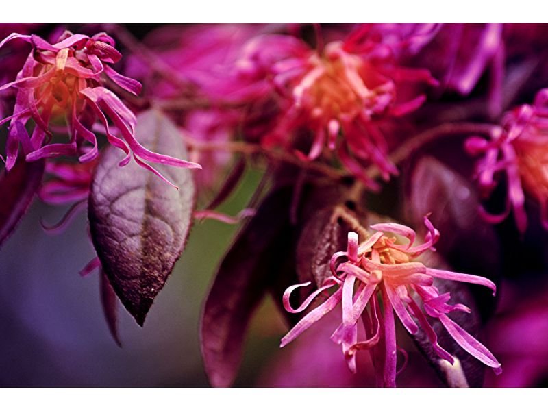 Loropetalum chinense - evergreen purple leaves plants 