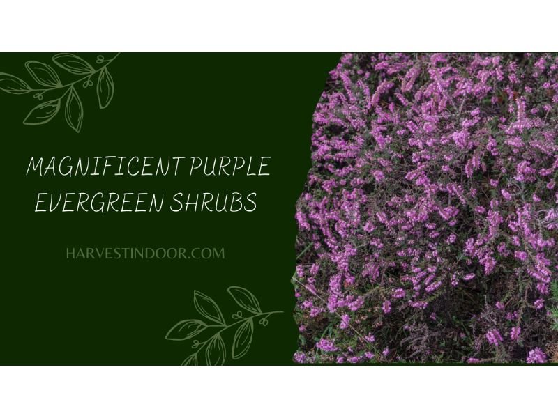 Magnificent Purple Evergreen Shrubs