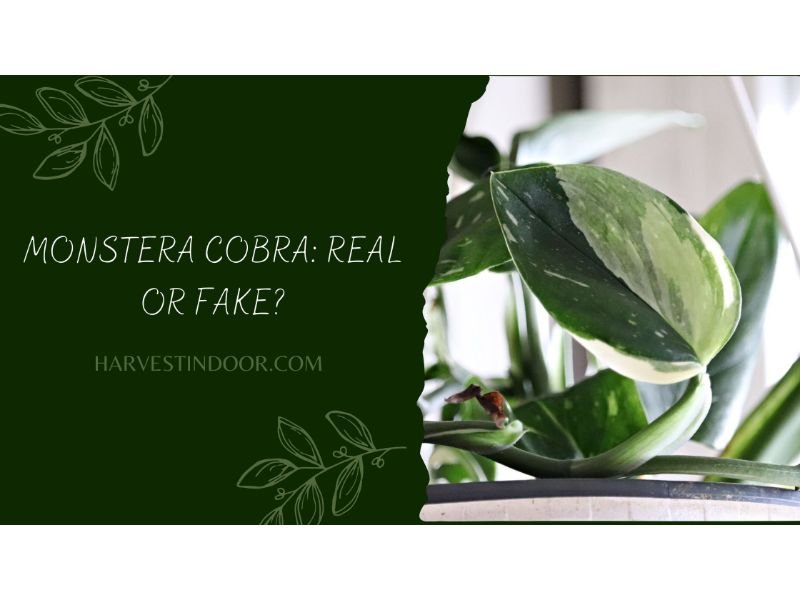 Monstera Cobra Real or Fake