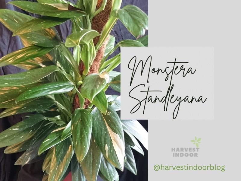 Monstera Standleyana - tall monstera potting plant 