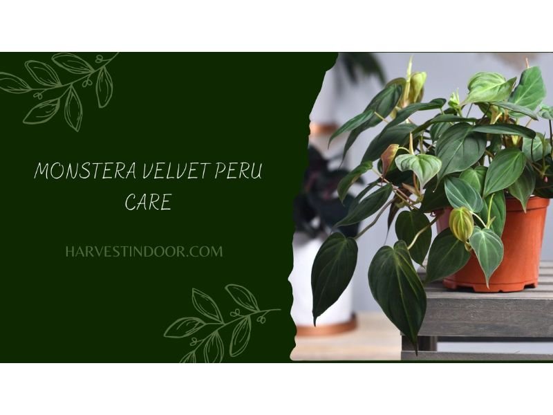 Monstera Velvet Peru Care