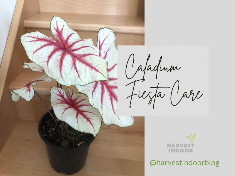 Caladium Fiesta Care: Tips for Growing and Maintaining