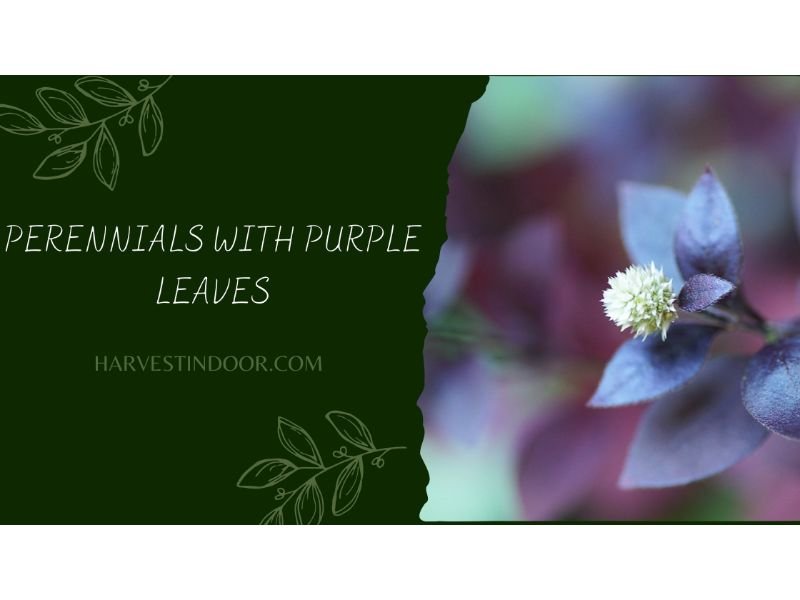 Perennials with Purple Leaves