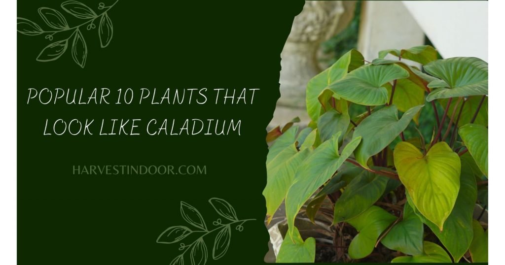 Plants That Look Like Caladium