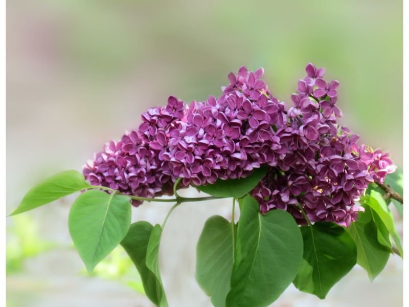 Purple Common Lilac 