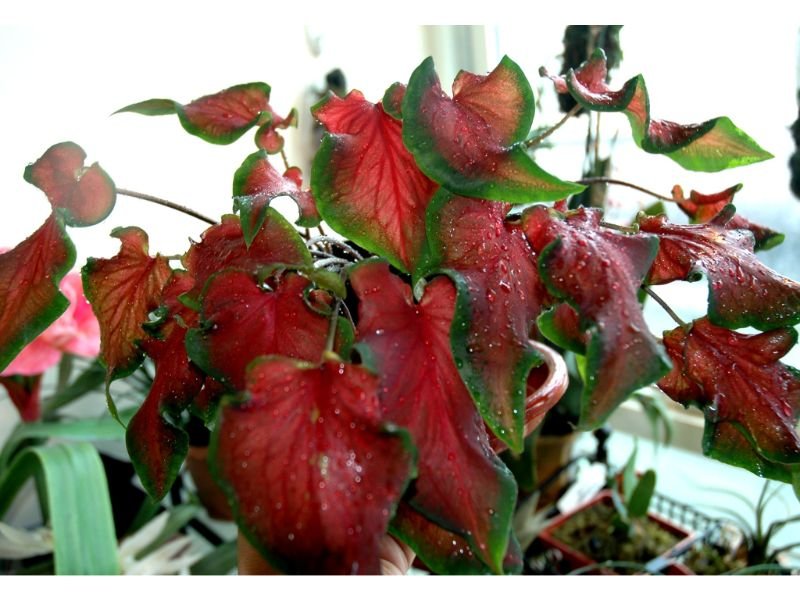 Red Ruffles Caladium full sun garden 