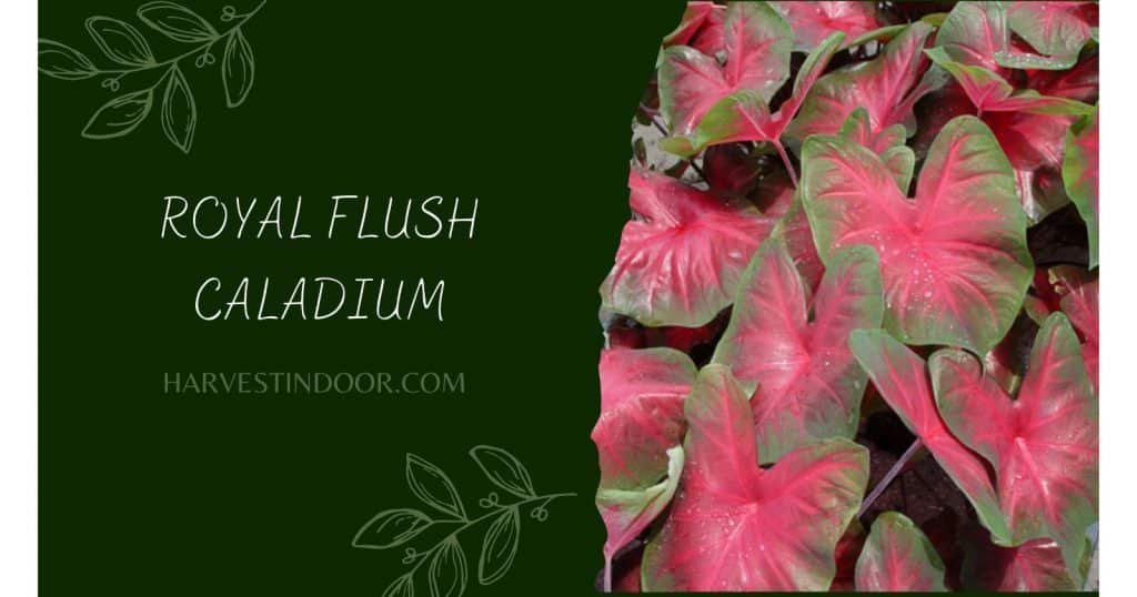 Royal Flush Caladium