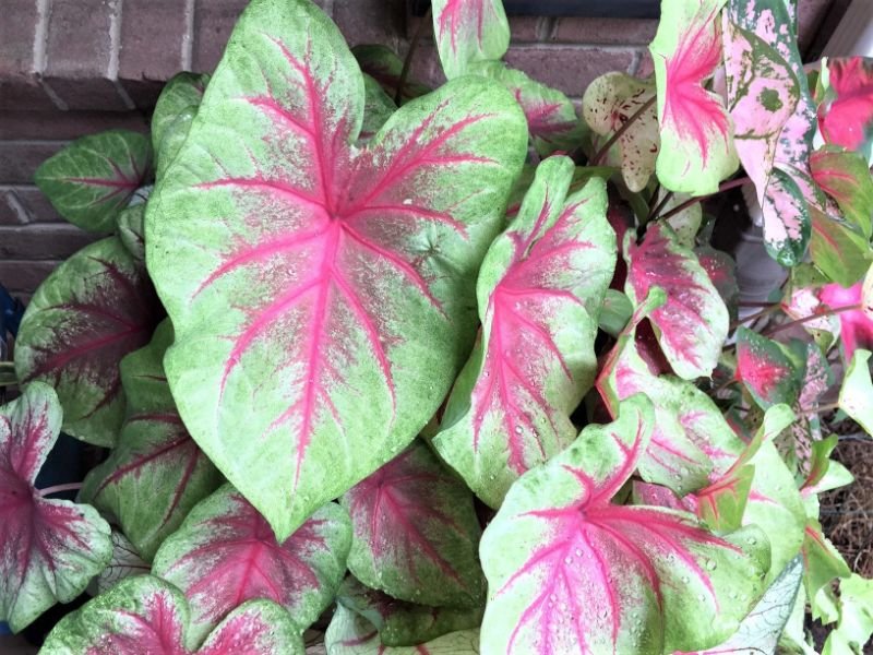 Scarlet Pimpernel caladium with green shade leaves