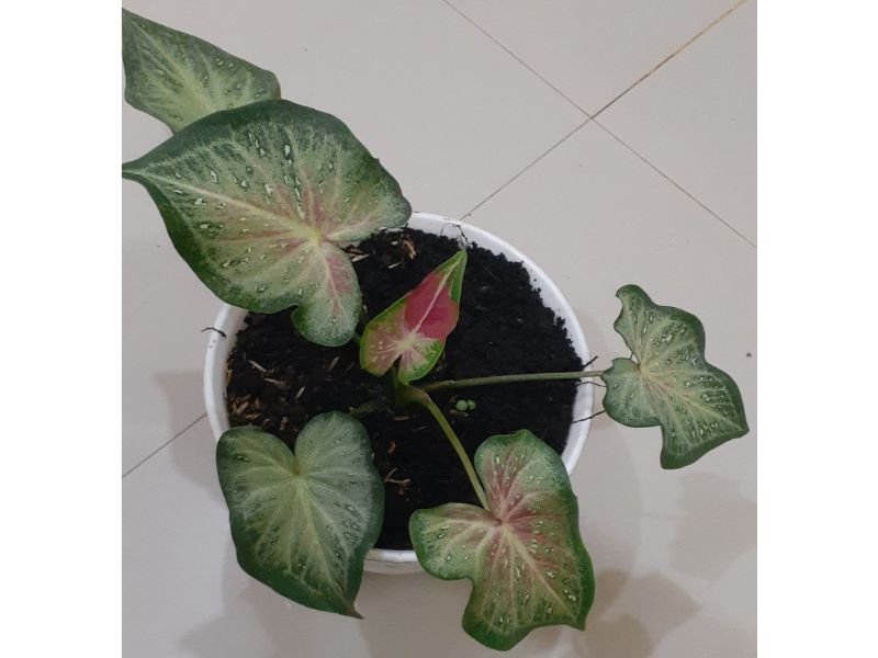 Shycool Caladium care types color cultivated 