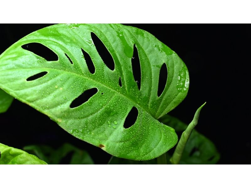 Monstera Hangplant Care, Types, and Growing Tips