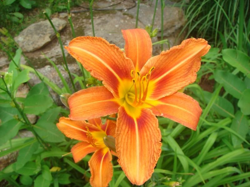 Tiger Lily and Ditch Lily