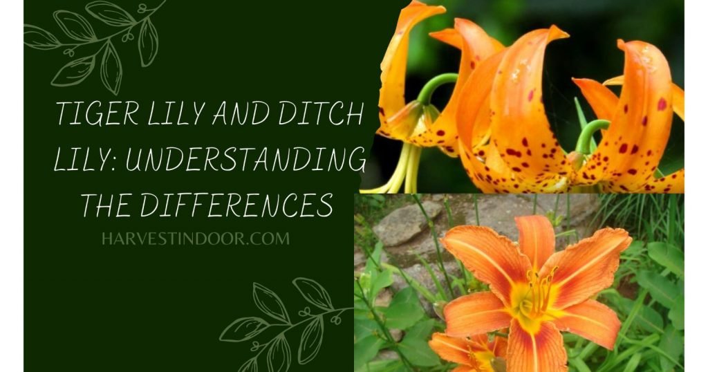 Tiger Lily and Ditch Lily Understanding the Differences