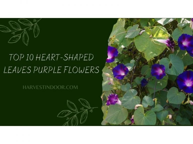 Top 10 Heart-Shaped Leaves Purple Flowers