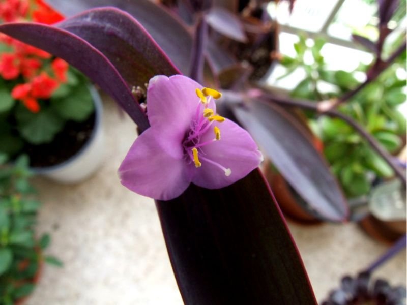 Tradescantia pallida - purple leaf plant with pink flower 