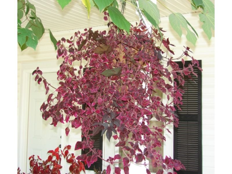 Trailing Coleus - purple leaf hanging plant 