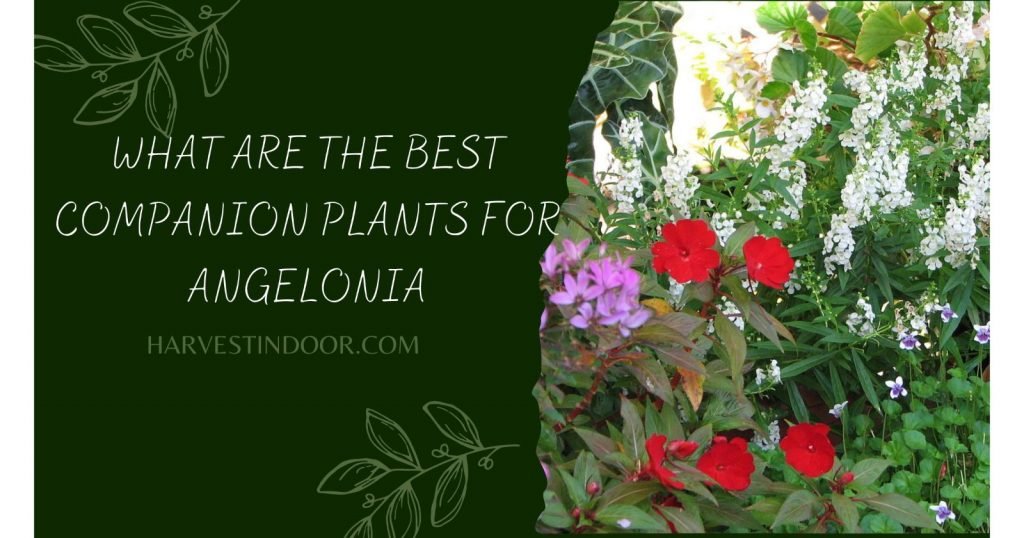 Companion Plants for Angelonia