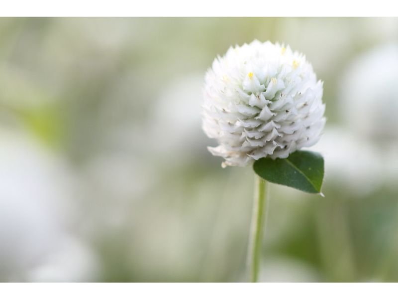 White Globe Amaranth white fluffy flower-like cotton 