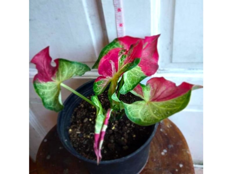 Shycool Caladium: What is it and how to care?