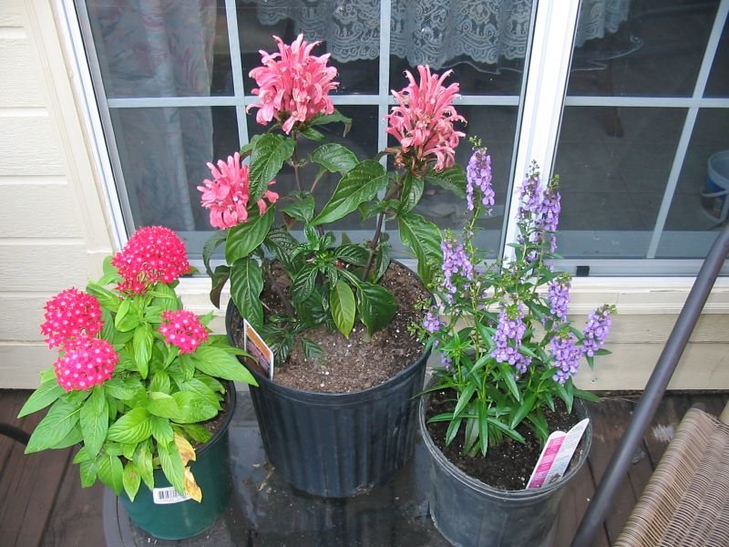 companion plants for Angelonia