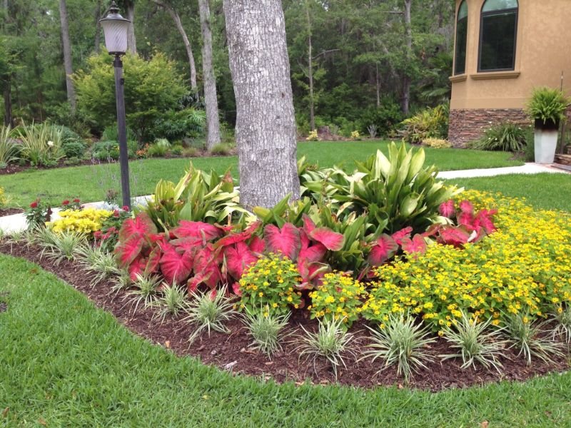 shady landscaping with caladium garden bed