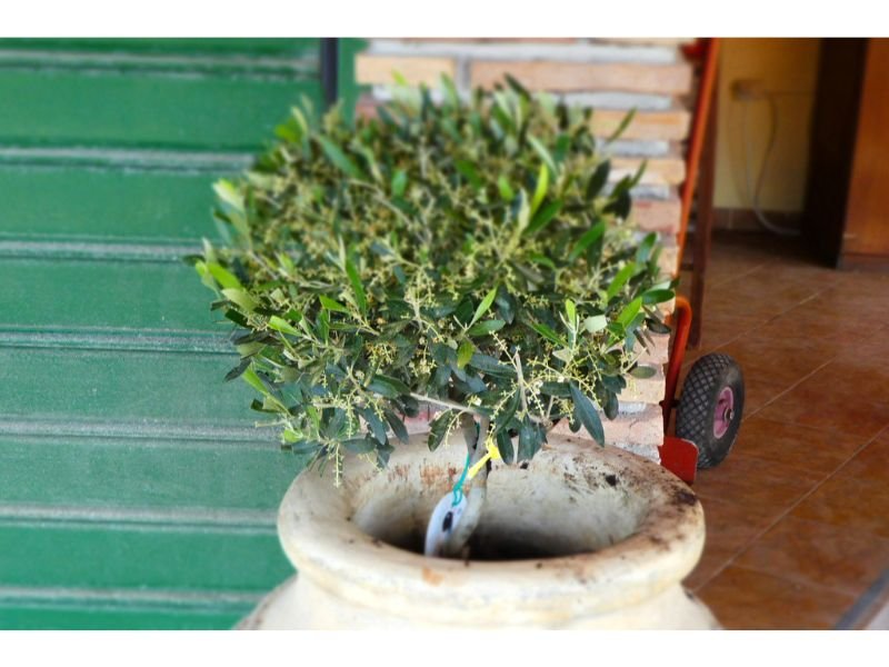 harvest small olive trees in pot