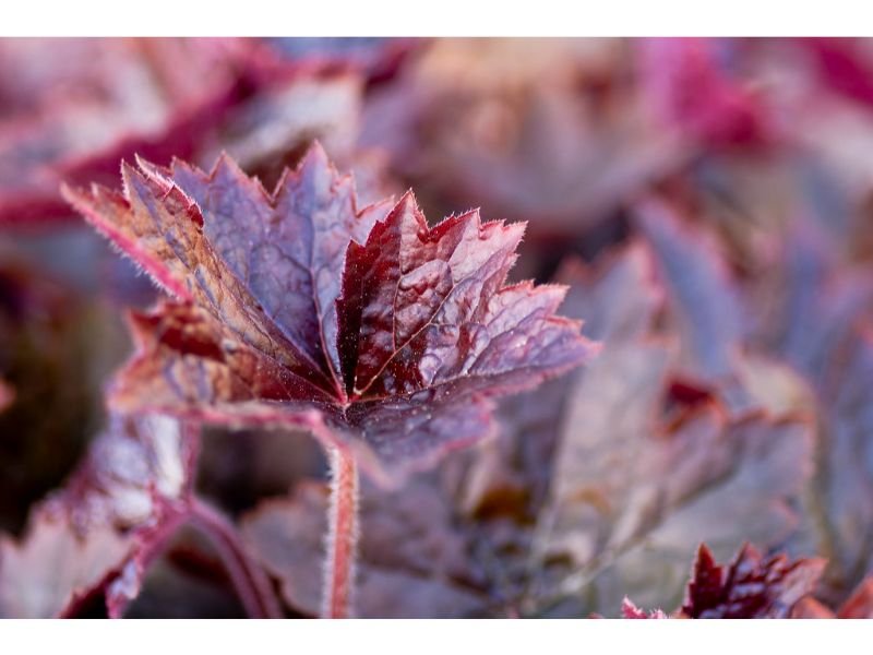 ‘Purple Palace’ Coral Bells - purple leaves perrenials 