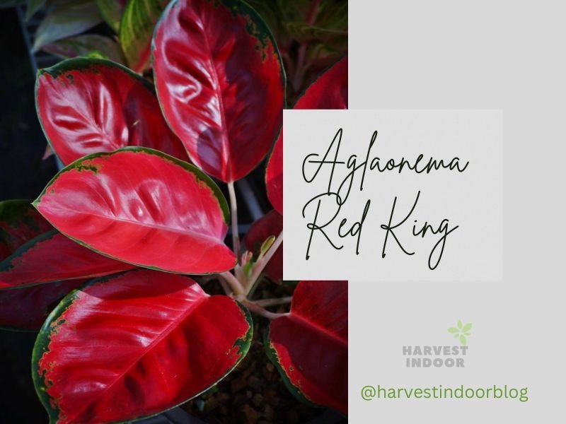 Aglaonema Red King: Rare Majestic Houseplant Fit for Royalty